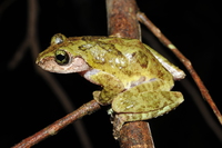 碧眼原指树蛙<i>Kurixalus berylliniris</i>