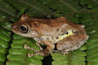 琉球原指树蛙<i>Kurixalus eiffingeri</i>