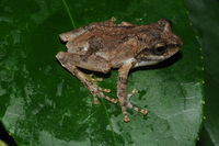 面天原指树蛙<i>Kurixalus idiootocus</i>