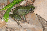 棕背臭蛙<i>Odorrana swinhoana</i>