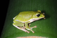 诸罗树蛙<i>Zhangixalus arvalis</i>