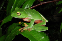 橙腹树蛙<i>Zhangixalus aurantiventris</i>