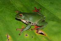 台湾树蛙<i>Zhangixalus moltrechti</i>