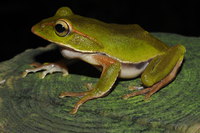 翡翠树蛙<i>Zhangixalus prasinatus</i>