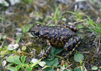 凉北齿蟾<i>Oreolalax liangbeiensis</i>