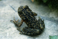 景东齿蟾<i>Oreolalax jingdongensis</i>