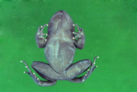 南江齿蟾<i>Oreolalax nanjiangensis</i>