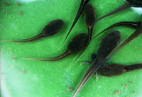 普雄齿蟾<i>Oreolalax puxiongensis</i>