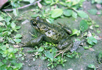 圆疣齿突蟾<i>Scutiger tuberculatus</i>