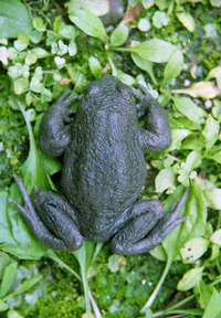 木里齿突蟾<i>Scutiger muliensis</i>
