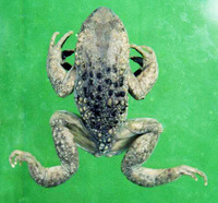 六盘齿突蟾<i>Scutiger liupanensis</i>