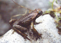 平武齿突蟾<i>Scutiger pingwuensis</i>
