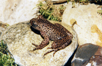 点斑齿蟾<i>Oreolalax multipunctatus</i>