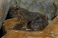 陇川大头蛙<i>Limnonectes longchuanensis</i>