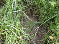 利川铃蟾<i>Bombina lichuanensis</i>
