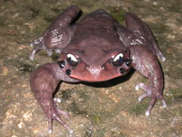 雷山髭蟾<i>Leptobrachium leishanense</i>