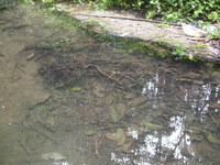 哀牢髭蟾<i>Leptobrachium ailaonicum</i>