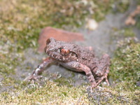 峨山掌突蟾<i>Leptobrachella oshanensis</i>