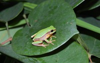 昭平雨蛙<i>Hyla zhaopingensis</i>
