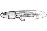 南江角蟾<i>Atympanophrys nankiangensis</i>