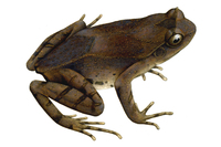 突肛拟角蟾<i>Ophryophryne pachyproctus</i>