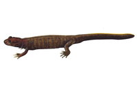 普雄拟小鲵<i>Pseudohynobius puxiongensis</i>