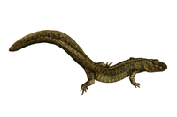 盐源山溪鲵<i>Batrachuperus yenyuanensis</i>