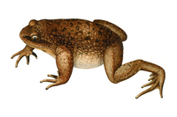 九龙齿突蟾<i>Scutiger jiulongensis</i>