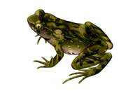 抱龙角蟾<i>Boulenophrys baolongensis</i>