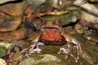 尾突角蟾<i>Boulenophrys caudoprocta</i>