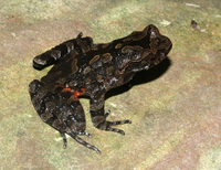 棘疣角蟾<i>Boulenophrys tuberogranulata</i>