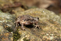福建掌突蟾<i>Leptobrachella liui</i>