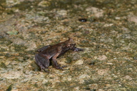 丽水角蟾<i>Boulenophrys lishuiensis</i>