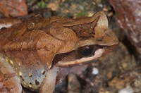 腺角蟾<i>Xenophrys glandulosa</i>