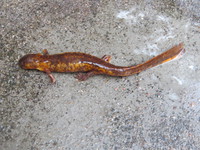 黄斑肥螈<i>Pachytriton xanthospilos</i>