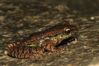 棘皮湍蛙<i>Amolops granulosus</i>