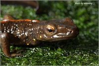 中国瘰螈<i>Paramesotriton chinensis</i>