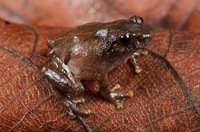 陇川灌树蛙<i>Raorchestes longchuanensis</i>