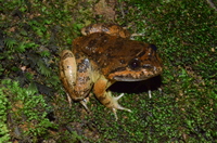 泰诺大头蛙<i>Limnonectes taylori</i>