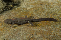 橙脊瘰螈<i>Paramesotriton aurantius</i>