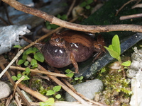 穆氏姬蛙<i>Microhyla mukhlesuri</i>