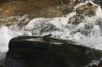 中华湍蛙<i>Amolops sinensis</i>