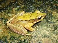 安子山臭蛙<i>Odorrana yentuensis</i>