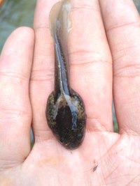 利川齿蟾<i>Oreolalax lichuanensis</i>