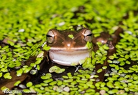 凹顶泛树蛙<i>Polypedates impresus</i>