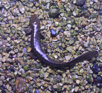 无斑瘰螈<i>Paramesotriton labiatus</i>