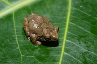 勐腊灌树蛙<i>Raorchestes menglaensis</i>