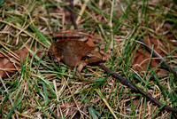 猫儿山林蛙<i>Rana maoershanensis</i>