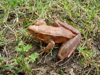 徂徕林蛙<i>Rana culaiensis</i>