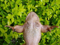 双团棘胸蛙<i>Nanorana phrynoides</i>